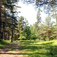 Lursoft: самые крупные владельцы лесов Латвии — иностранцы
