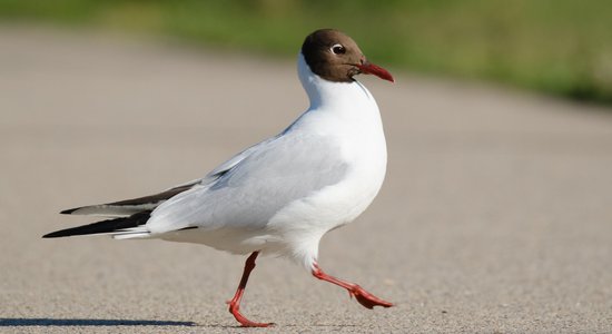 Cik daudz putnu sugu vienā pastaigā var sastapt Pārdaugavā?