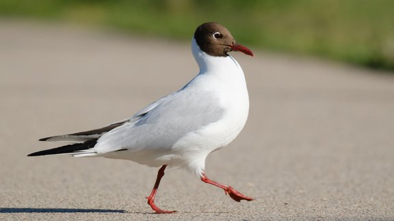 Putnu vērošana Pārdaugavā