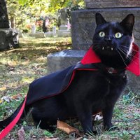 ФОТО, ВИДЕО: Черный кот с вампирскими клыками стал звездой сети