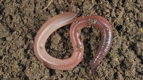 Lumbricus terrestris augsnes dižslieka