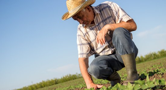 Sezonas laukstrādniekiem paplašināts īpašais nodokļu režīms