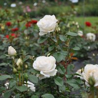Foto: Graciozo rožu ziedēšana Salaspils botāniskajā dārzā