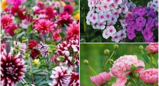 18 augi, bez kuriem skaistais vasaras dārzs nav iedomājams