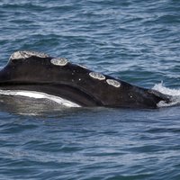 Vairākām vaļu un delfīnu sugām draud iznīcība, brīdina zinātnieki