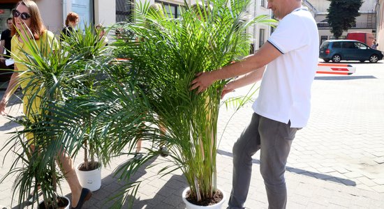 Rīgas dome atļaus cilvēkiem rūpēties par Barona ielas puķu podiem