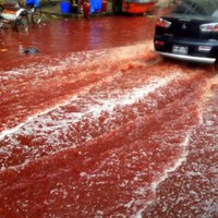 Upurēšanas svētku rituālās kaušanas Dakas ielas pārvērš asiņu upēs