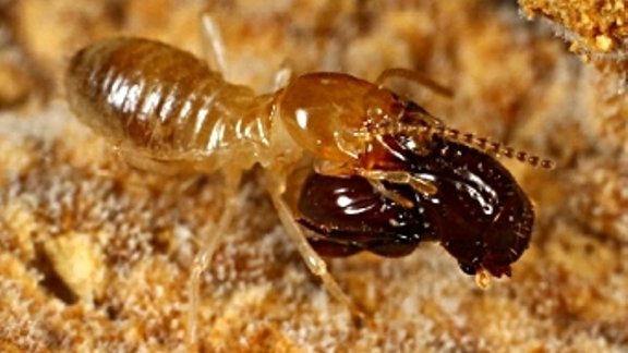 beetle with a handle. Foto Munetoshi Maruyama (newscientist.com) 