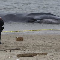 Огромный кит выбросился на один из пляжей Нью-Йорка