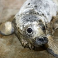 ТЕСТ: Знаешь ли ты, что делать с найденным на берегу моря тюлененком?