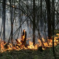 Daugavpils pusē no ugunskura izcēlies šogad pirmais meža ugunsgrēks