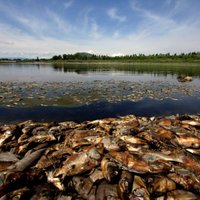 Meksikas ūdenskrātuves krastos izskaloti desmitiem tūkstoši beigtu zivju