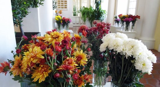 ФОТО. В Рундальском дворце проходит выставка хризантем