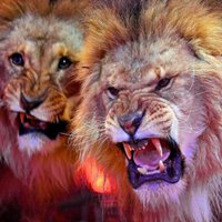 Indijā ierosināts legalizēt tīģeru un lauvu turēšanu mājdzīvnieku statusā
