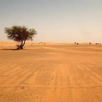 Названа причина превращения покрытой лесами Сахары в пустыню