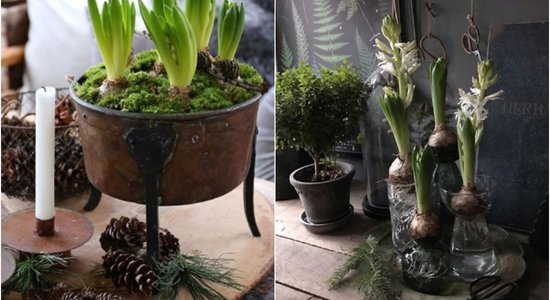Pavasara vēstneši mājoklī: hiacinšu sīpolu kombinācijas dažādos traukos