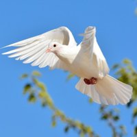 Белый голубь спас водителя от штрафа за превышение скорости