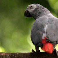 Papagailis iesaistīts slepkavības izmeklēšanā ASV