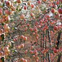 Ābolkūka, ābolu pīrāgs, ābolmaizes - TOP 12 gardumi ar āboliem