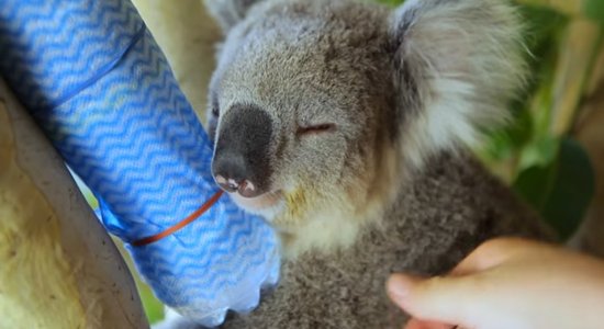 Video: Koalas Austrālijā glābjas no svelmes, samīļojot ledainas pudeles