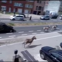 Три зебры вырвались с фермы на улицы Брюсселя