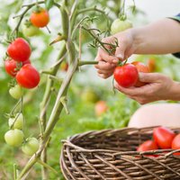 Saules siltumu smēlušies: kā pareizi novākt tomātu ražu