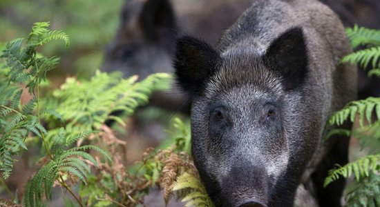 Ozolzīļu dēļ Rīgas mežacūkas atkal manītas apdzīvotās vietās