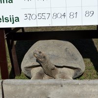 Foto: Norisinās ikgadējā Galapagu bruņurupuču svēršana