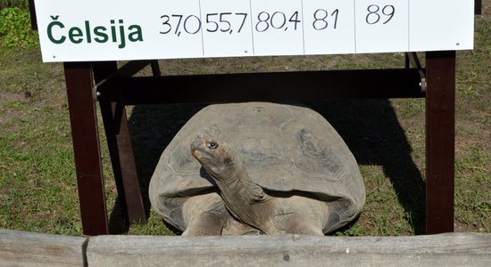 Foto: Norisinās ikgadējā Galapagu bruņurupuču svēršana