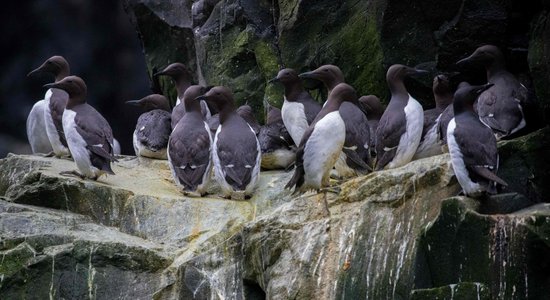 Četri miljoni pagalam – fiksēta pēdējos gados lielākā vienas sugas izmiršana