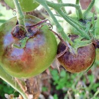 Krunkaini un kroplīgi – izplatītākās vainas tomātiem