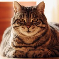 Aptaukošanās – nopietna problēma lielai daļai mājas kaķu