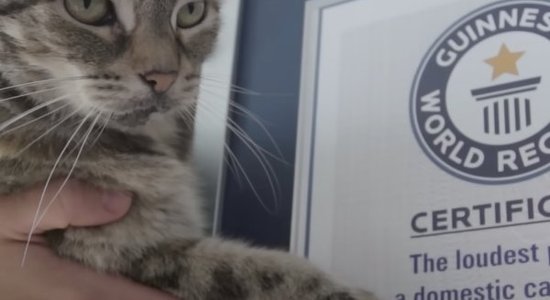 ВИДЕО. Кошка из Англии установила мировой рекорд по самому громкому мурлыканью