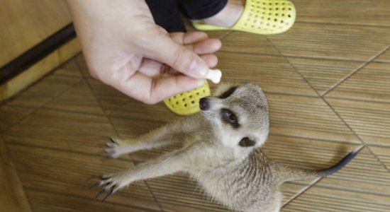 Foto: Nekādu kaķu! Kafejnīcā Bangkokā var samīļoties ar žiperīgajiem surikatiem