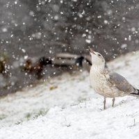И снова о погоде: ночью Латвию "накроет" новый циклон, снегопад продолжится до пятницы