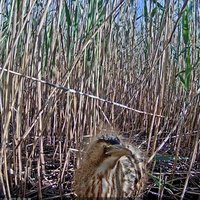 Foto: Lielo dumpju mazuļi jau izauguši un devušies plašajā pasaulē