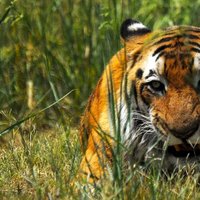 В китайском зоопарке тигр загрыз влезшего в вольер мужчину и был застрелен