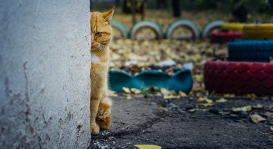 Sliktākie spiegi CIP vēsturē – kā izgāzās iecere ar kaķiem-kiborgiem izspiegot PSRS