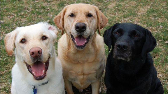 Labradors