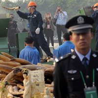 Ķīnā pirmo reizi publiski iznīcina tonnām konfiscēta ziloņkaula