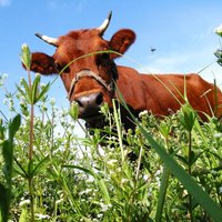 Latvijā top pirmā lielferma, kurā govis slauks roboti