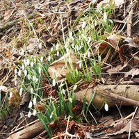 ФОТО: Весна пришла - в Сигулде расцвели первые подснежники