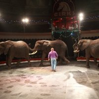 В Рижском цирке травмировался юный дрессировщик слонов