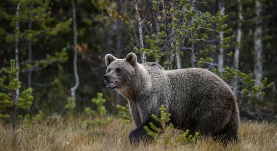 Dabas sargi par 120 000 eiro pasūtīs lāču monitoringu