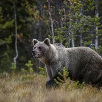 Igaunijā lācis uzbrūk medniekam; vīrs dzīvnieku piebeidz ar nazi