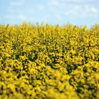 Совет сельскохозяйственников хочет освободить Латвию от ГМО