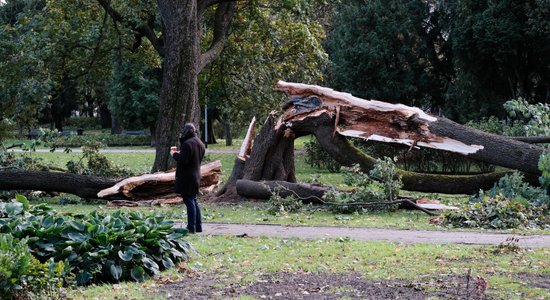 AS 'Sadales tīkls': novērsti vairāk nekā 800 vētras bojājumi