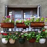 Как получить цветущий балкон, если вы спохватились слишком поздно