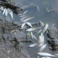 'Ūdens vārās; kaiju mākonis lasa slāpstošās zivis' – ekoloģiska nelaime Šlokenbekas ezerā