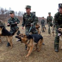 'Traki suņi ir jānosit' jeb ko vēsta Ziemeļkorejas propagandas skrejlapas
